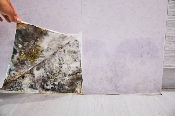 Best Residential Mold Remediation in New Carlisle, IN